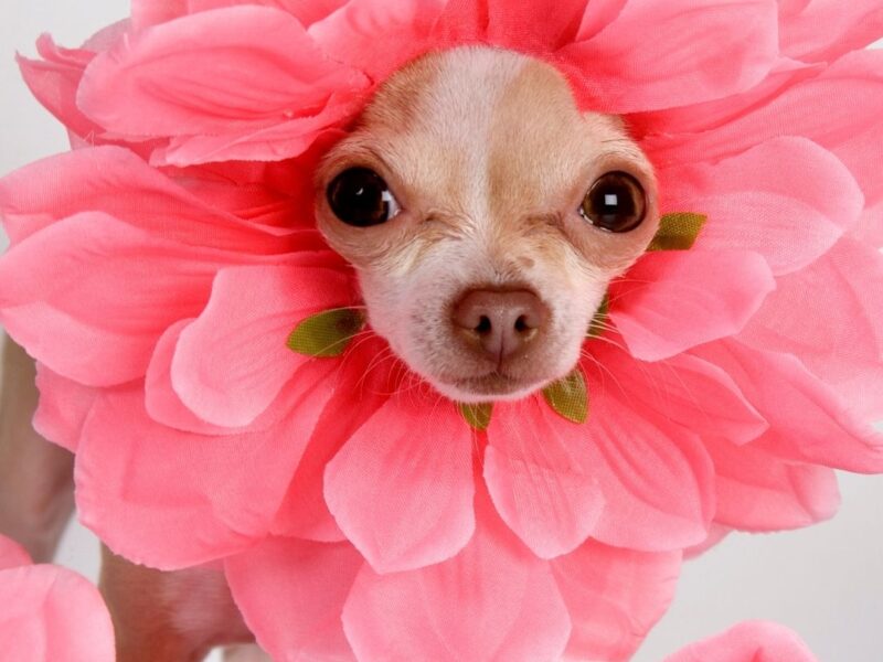 Featured-Image-of-wallpapers-ideas-showing-picture-of-a-Dog-covered-with-pink-rose-flowers
