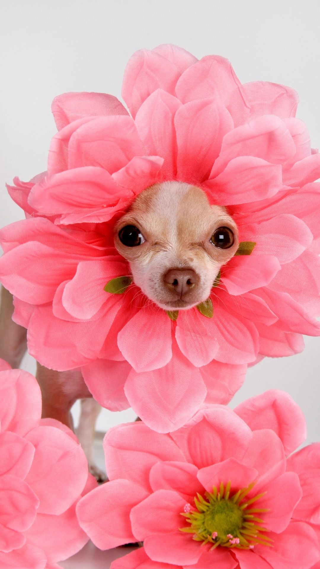 Featured-Image-of-wallpapers-ideas-showing-picture-of-a-Dog-covered-with-pink-rose-flowers