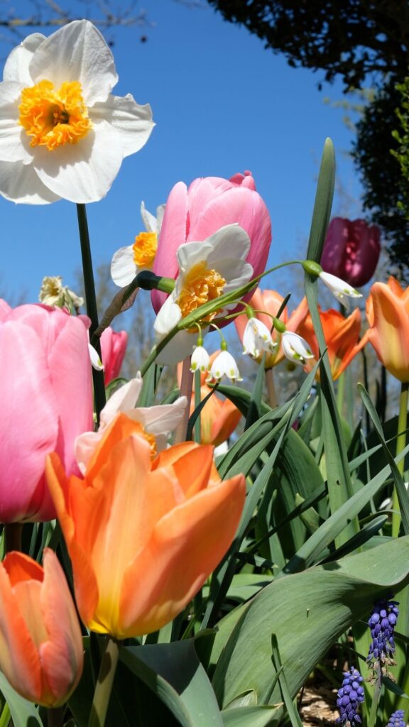 spring-flowers