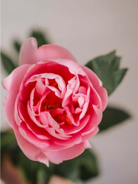 Floral-Aesthetic--Summer-Wallpaper