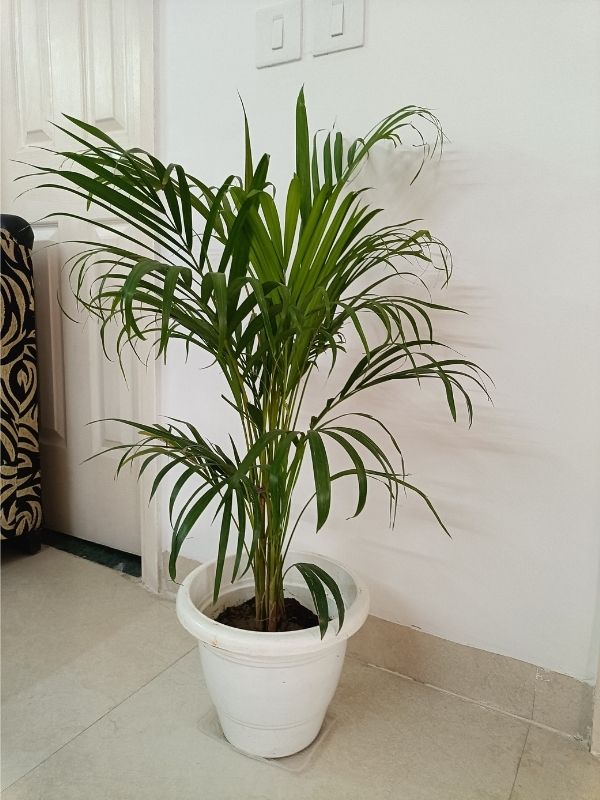  Nature-Indoors-with-Fall-Greenery-for-cheap-fall-home-decor-ideas-for-your-living-room 